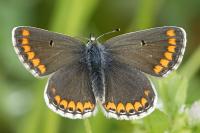 Aricia agestis