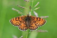 Melitaea parthenoides