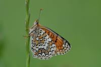 Melitaea phoebe