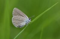Cyaniris semiargus