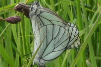 Aporia crataegi