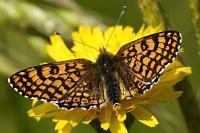 Melitaea cinxia