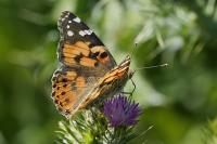 Vanessa cardui