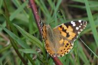 Vanessa cardui