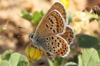 Plebejus argus