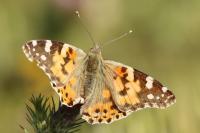 Vanessa cardui
