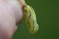 Maniola jurtina