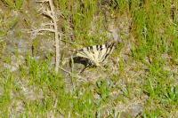 Iphiclides podalirius