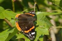 Vanessa atalanta