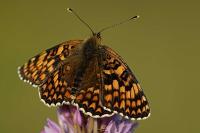 Melitaea phoebe