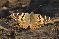 Vanessa cardui