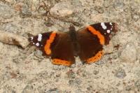 Vanessa atalanta