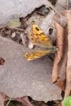 Lasiommata megera