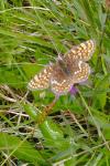 Melitaea phoebe