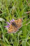 Melitaea cinxia