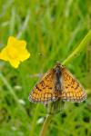 Melitaea parthenoides