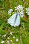 Aporia crataegi