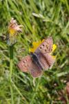 Lycaena tityrus
