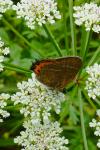 Satyrium pruni