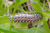 Melitaea didyma