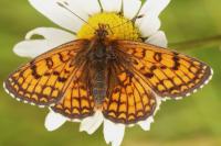 Melitaea parthenoides