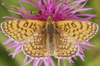 Melitaea cinxia