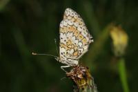 Melitaea cinxia