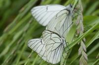 Aporia crataegi