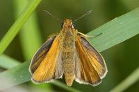 Thymelicus acteon