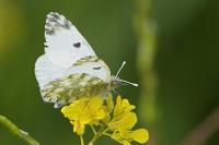 Euchloe crameri