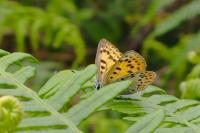 Lycaena tityrus
