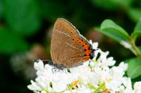 Satyrium pruni