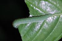 Gonepteryx rhamni