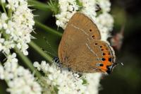 Satyrium pruni