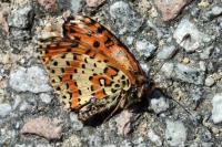 Melitaea didyma