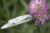 Aporia crataegi