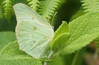 Gonepteryx rhamni