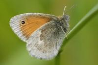 Coenonympha pamphilus