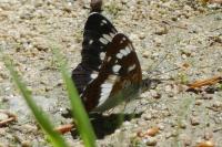 Limenitis camilla