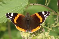 Vanessa atalanta
