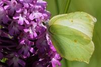 Gonepteryx rhamni