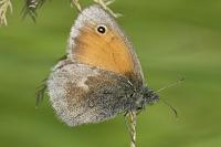 Coenonympha pamphilus