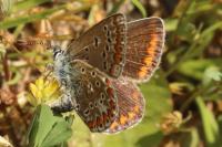 Polyommatus icarus
