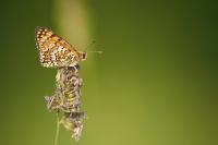 Melitaea cinxia