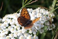 Lycaena tityrus