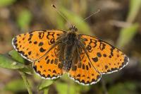 Melitaea didyma