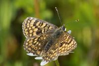Melitaea cinxia