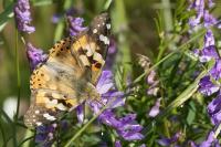 Vanessa cardui