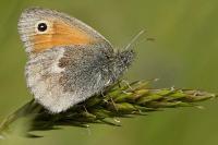 Coenonympha pamphilus