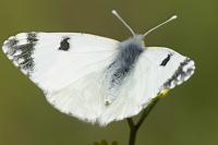 Euchloe crameri